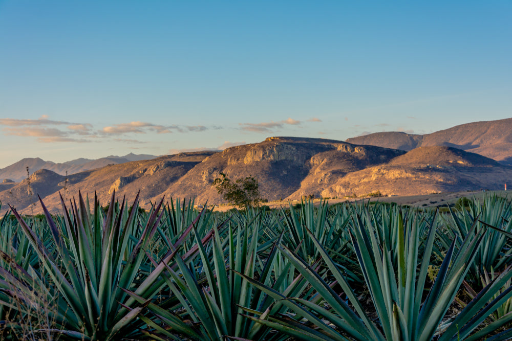 Mezcal