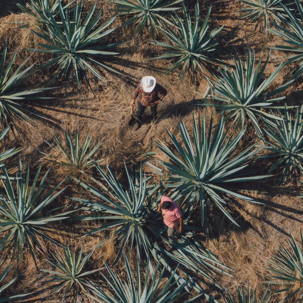 Mezcal Nucano